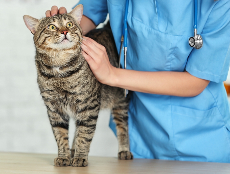 Veterinary Jobs in North Hollywood