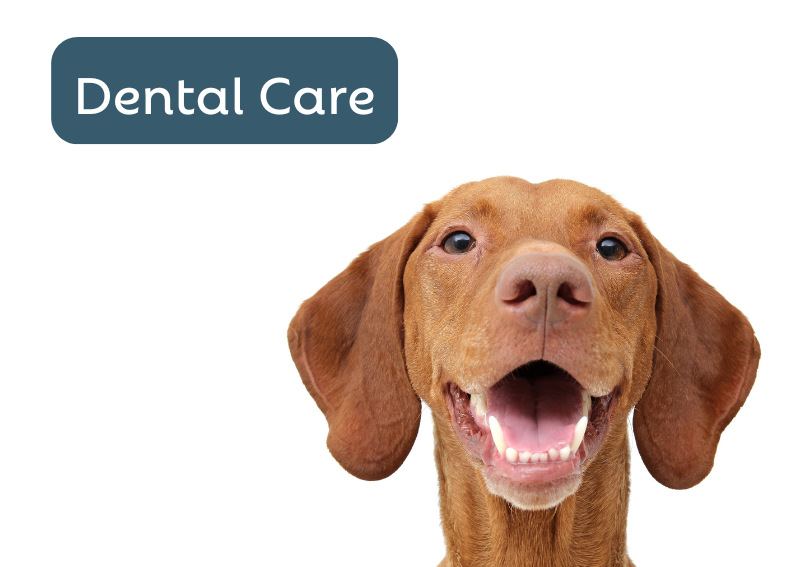 Carousel Slide 3: Pet dental care including routine care, surgery and diagnostics available