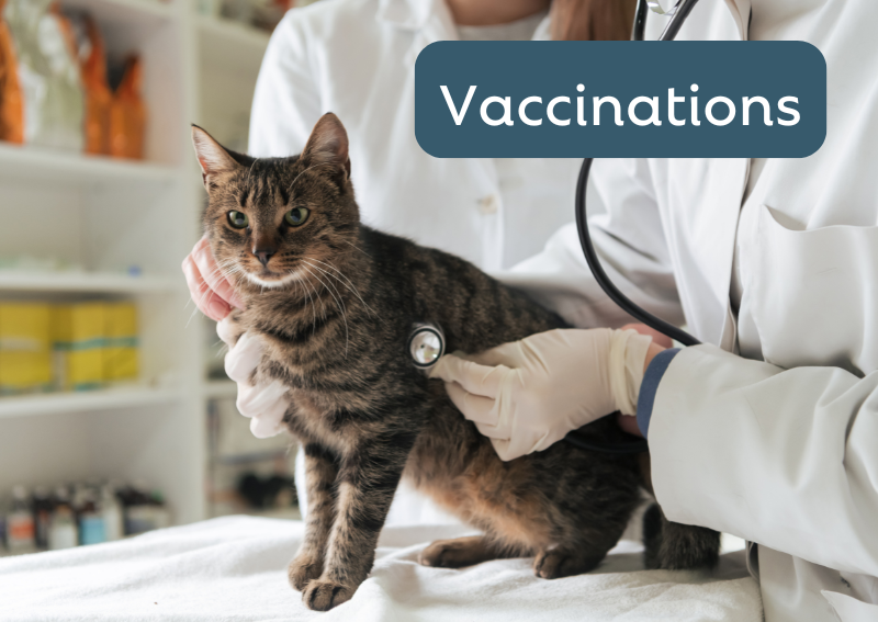 Carousel Slide 2: Stay up-to-date with your pet's vaccines