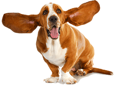 pet wellness plans in north hollywood, ca