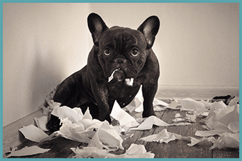 dog chewing up papers