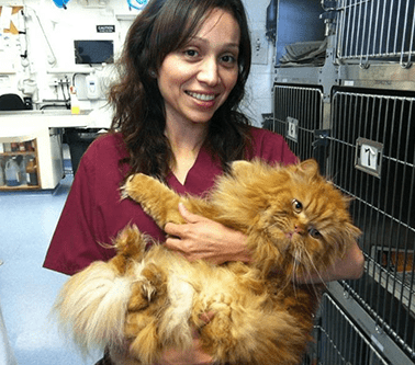veterinarian carrying cat at boarding facility