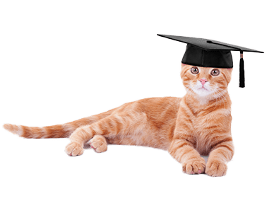 cat wearing graduation cap