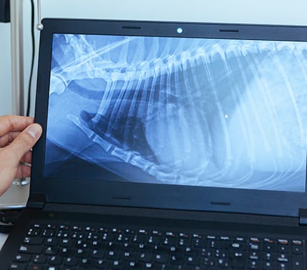 veterinarian reviews dog x-ray