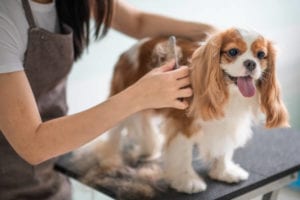 dog grooming in north hollywood, ca