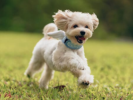 dog running in grass