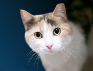 Cat Allergies: Do Hypoallergenic Cats Exist? · The Wildest